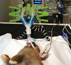 Animal handling CD